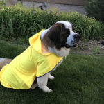 Big dog in raincoat