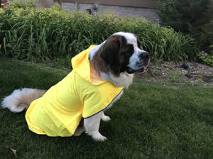 Raincoats for big dogs Raincoats for Big Dogs