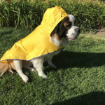 Dog raincoat with a hood