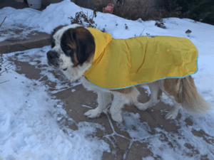 Dog raincoats for large breeds