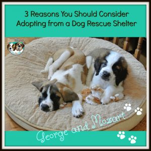 Adopting a Dog from a Dog Rescue