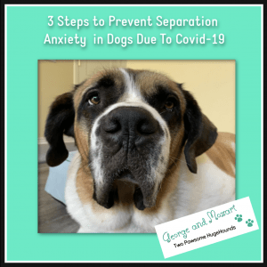 How to Prevent Separation Anxiety in Dogs