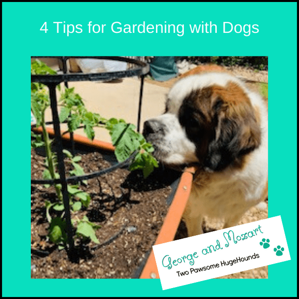 gardening with dogs