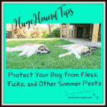 flea and tick prevention