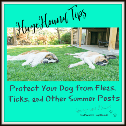 flea and tick prevention