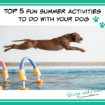 fun summer activities to do with dogs