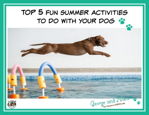 fun summer activities to do with dogs