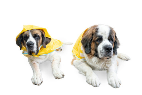 Large dogs raincoats