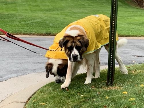 Large dogs raincoats