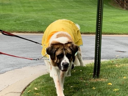 large dogs rain jackets 