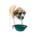 Collapsible dog bowl with dog