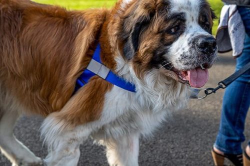 dog with harness