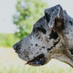 Raincoats for Great Danes